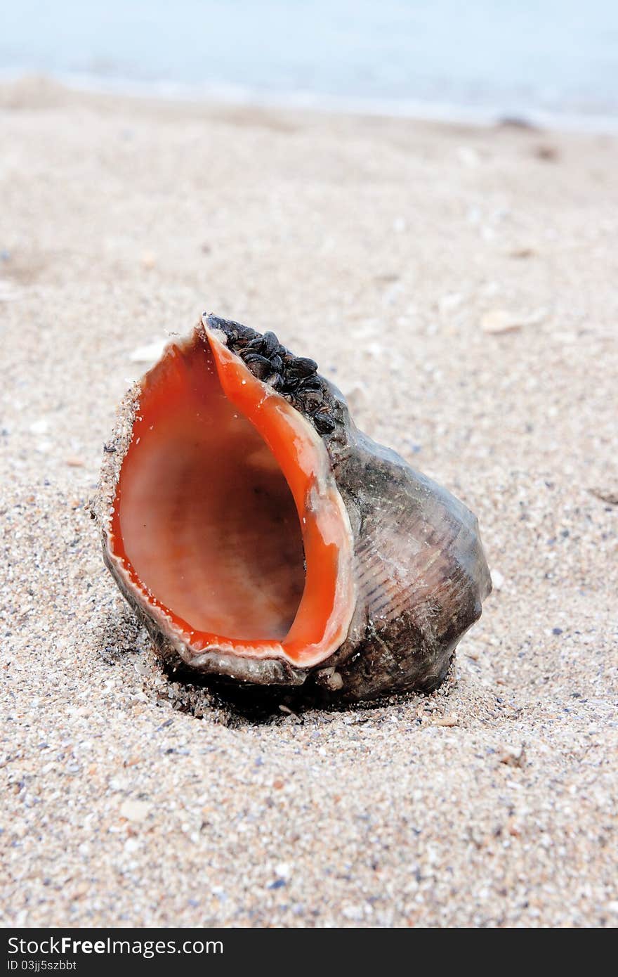 Shell of a sea snail, summer scene