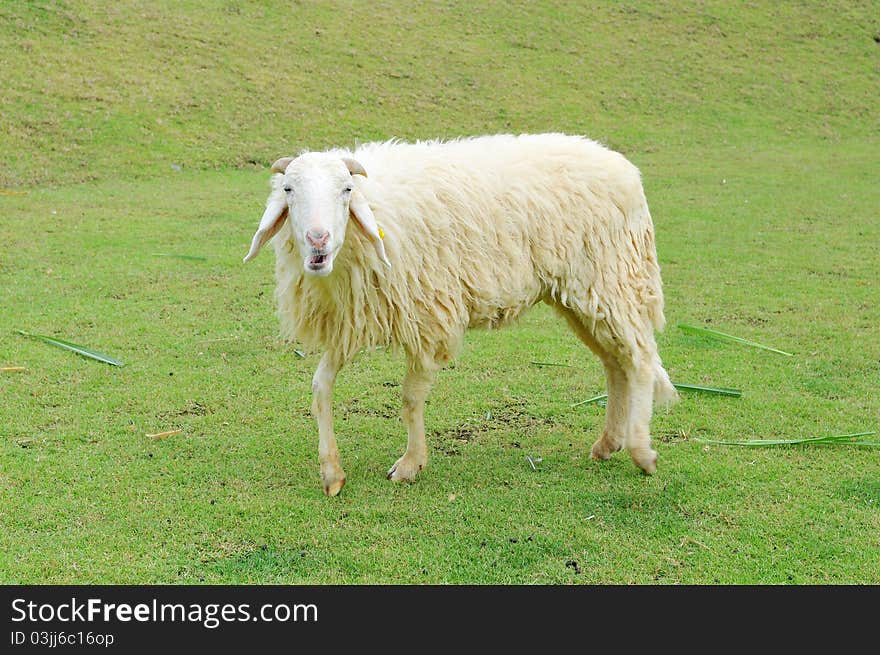 Sheep in a Green Field