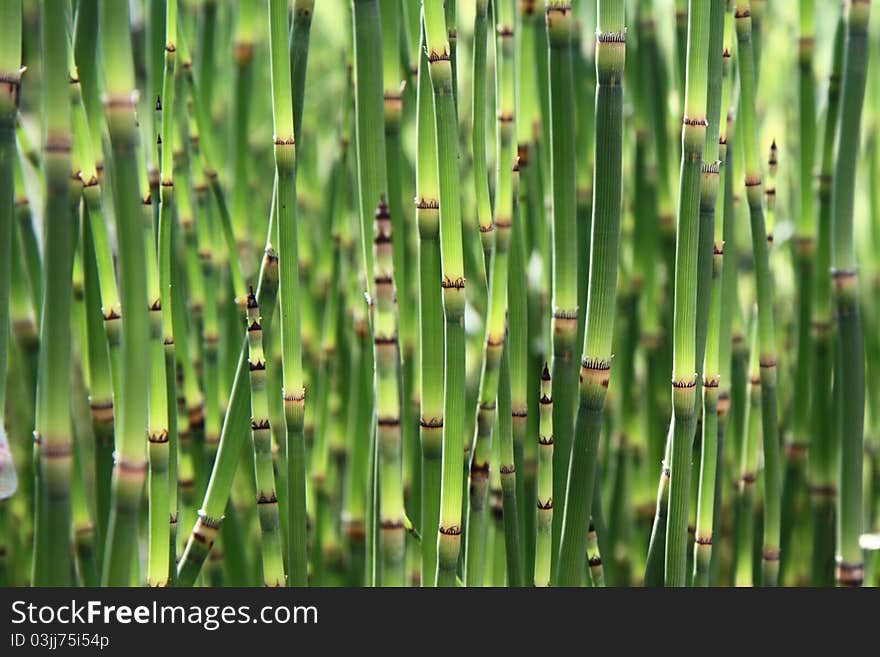 Horsetail plants in close up. Horsetail plants in close up