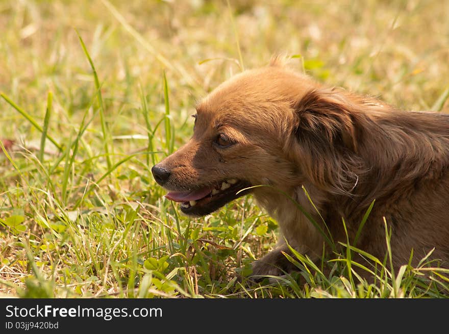 A dog in the grass. A dog in the grass