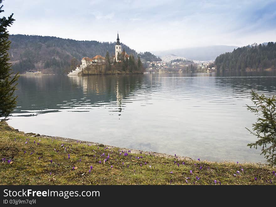 View on the isle with church in Bled Lake with grass and crocuses in front. View on the isle with church in Bled Lake with grass and crocuses in front