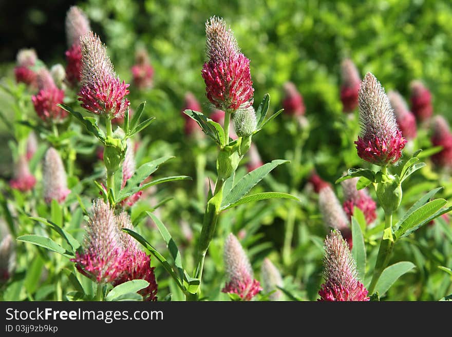 Clover pink flowers in close up. Clover pink flowers in close up