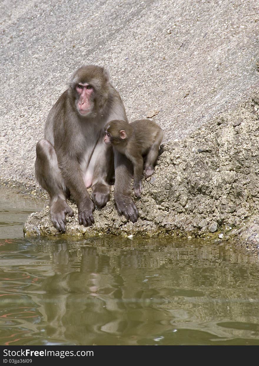 Father monkey teaches his son how to handle. Father monkey teaches his son how to handle