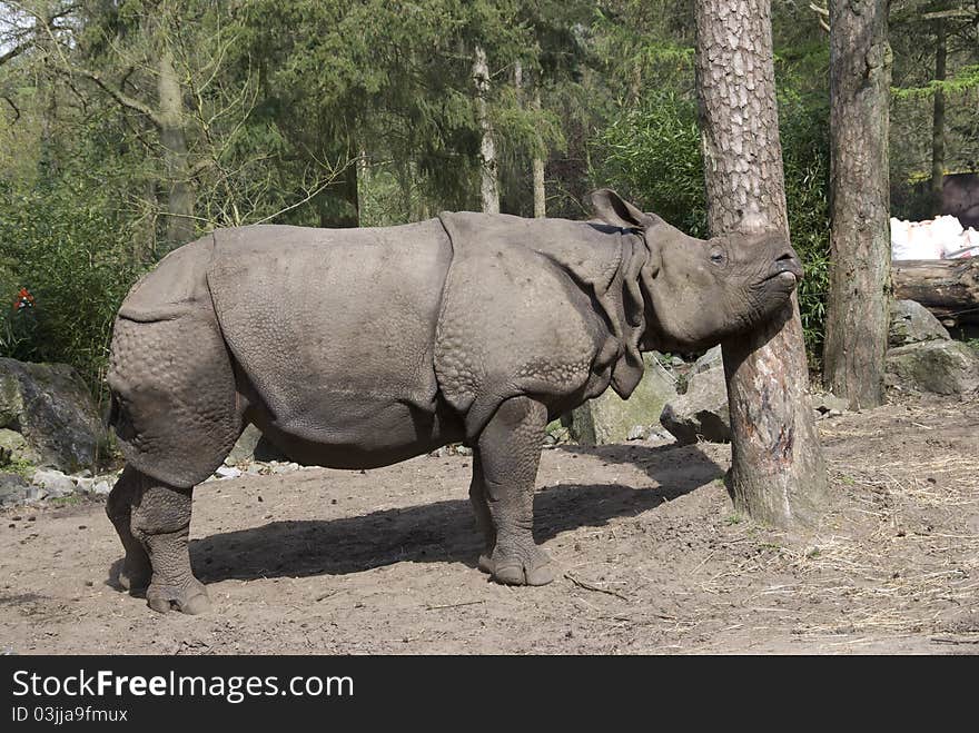 Black rhinoceros rubs with his head along the tree