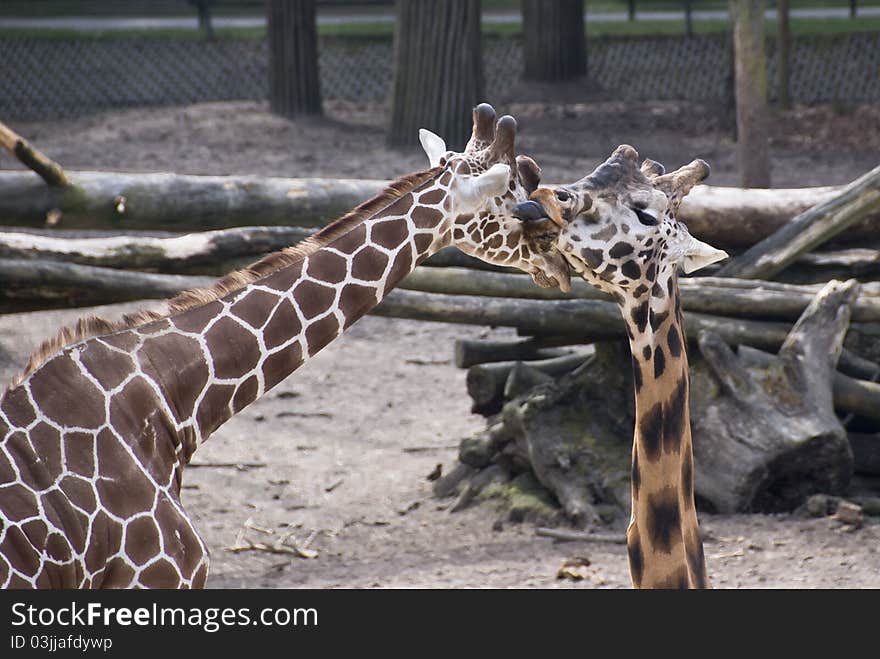 Calf Giraf licks his mama. Calf Giraf licks his mama