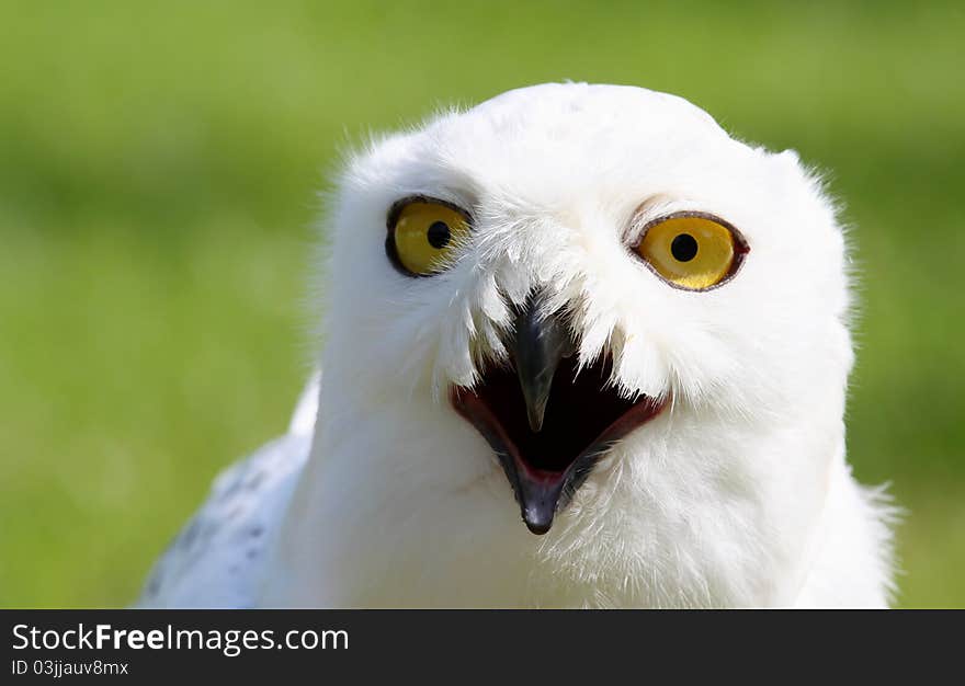 Snowy owl