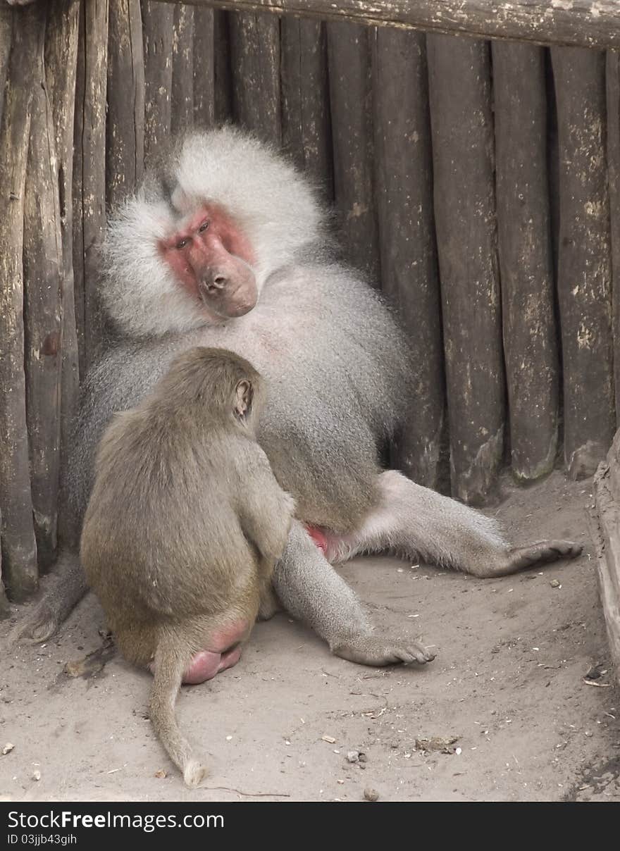 Two baboons cleaning each other. Two baboons cleaning each other