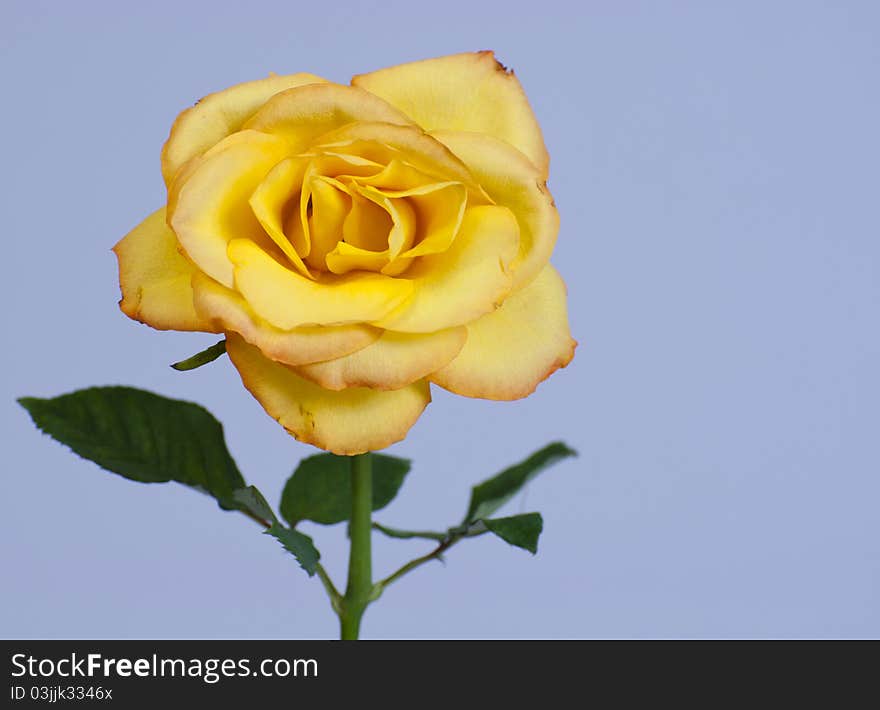 Single yellow Rose with leaves on a light blue background