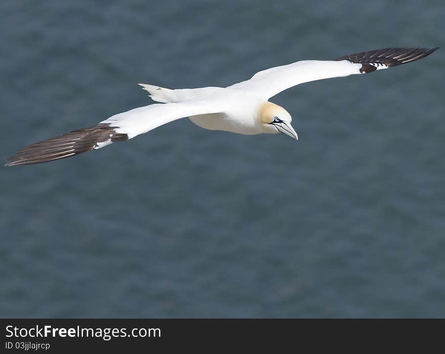 Gannet