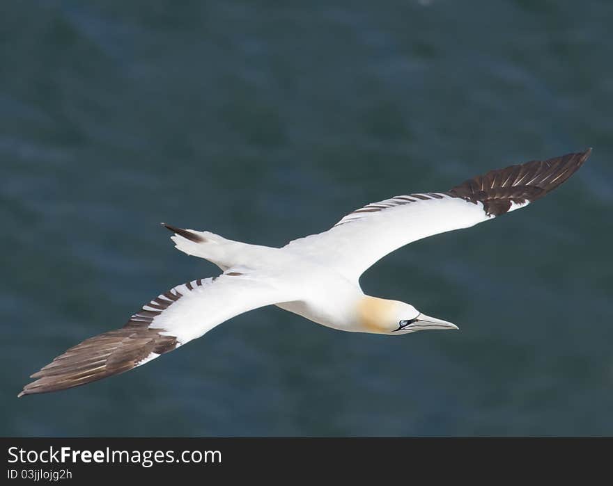 Gannet