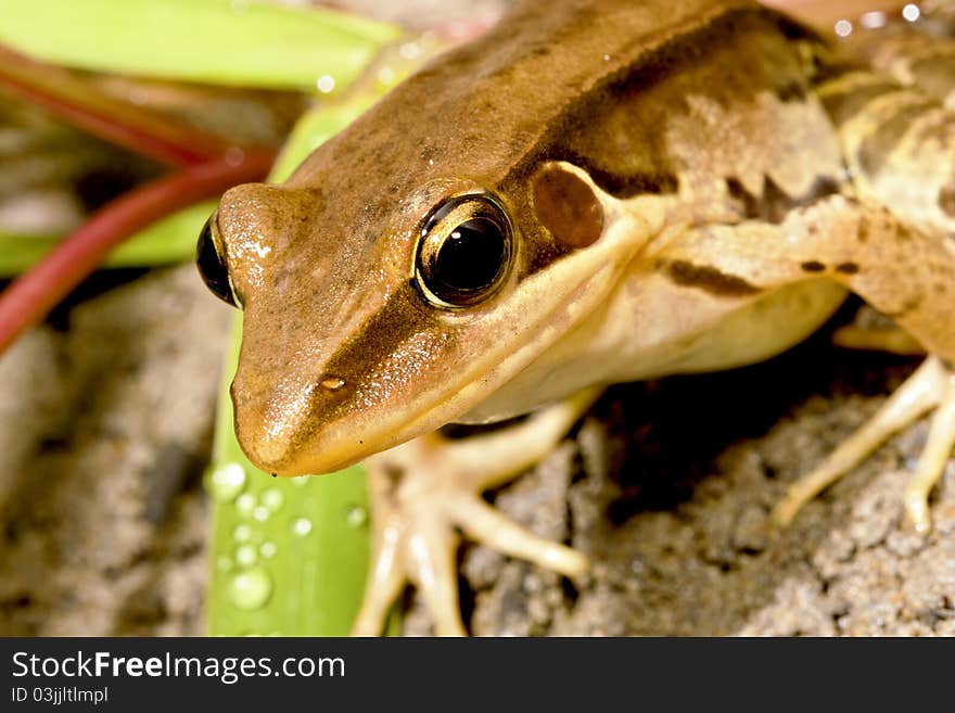 A frog stay on rock at night