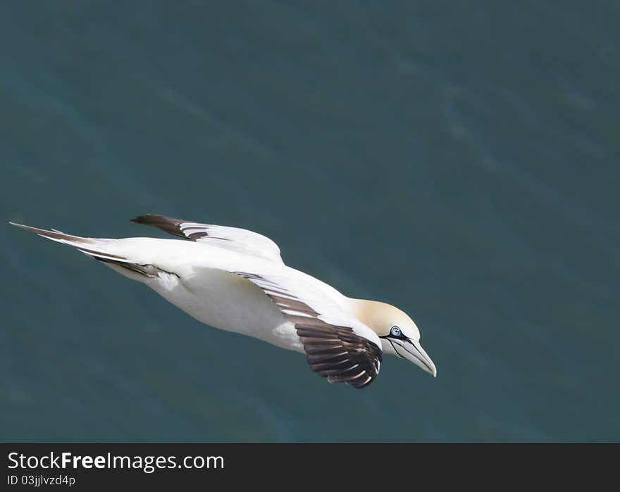 Gannet