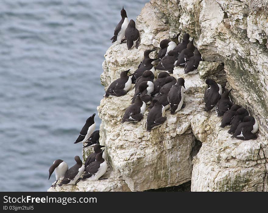 Guillemot (Alca aalge )