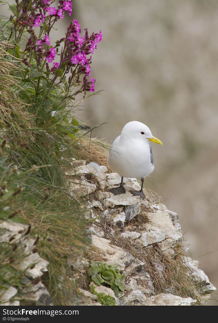 Kittiwake ( Rissa tridactyla )