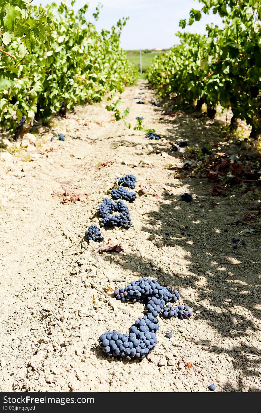 La Rioja, Spain