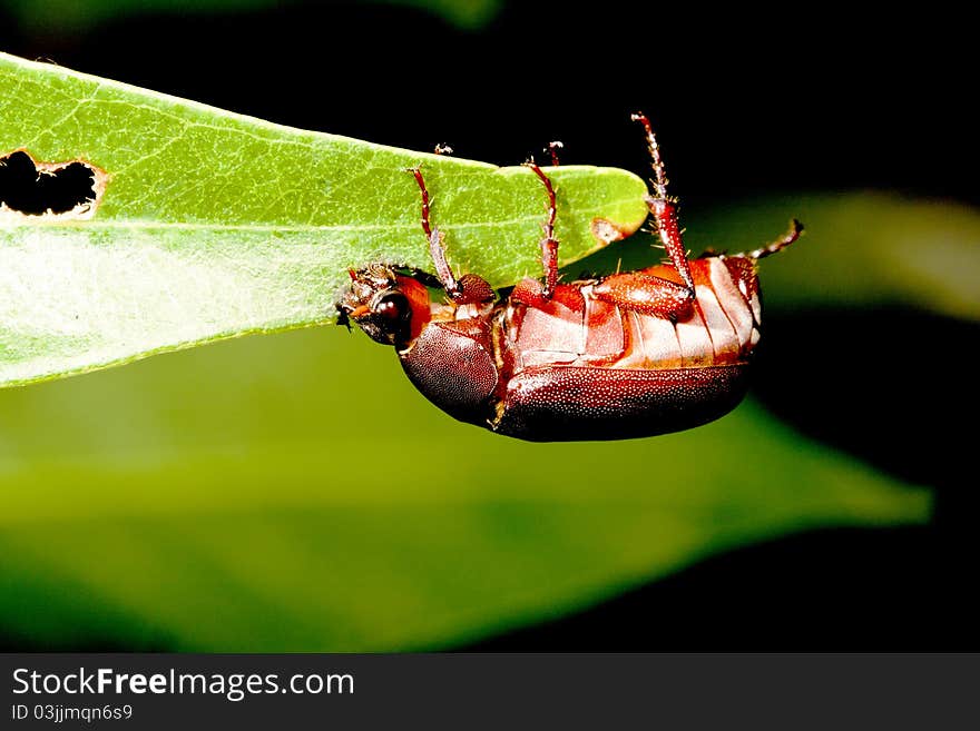 A bug stay on leaf