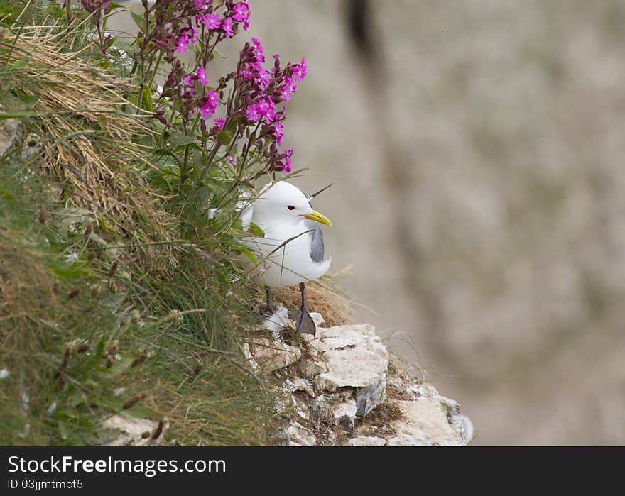 Kittiwake ( Rissa Tridactyla )