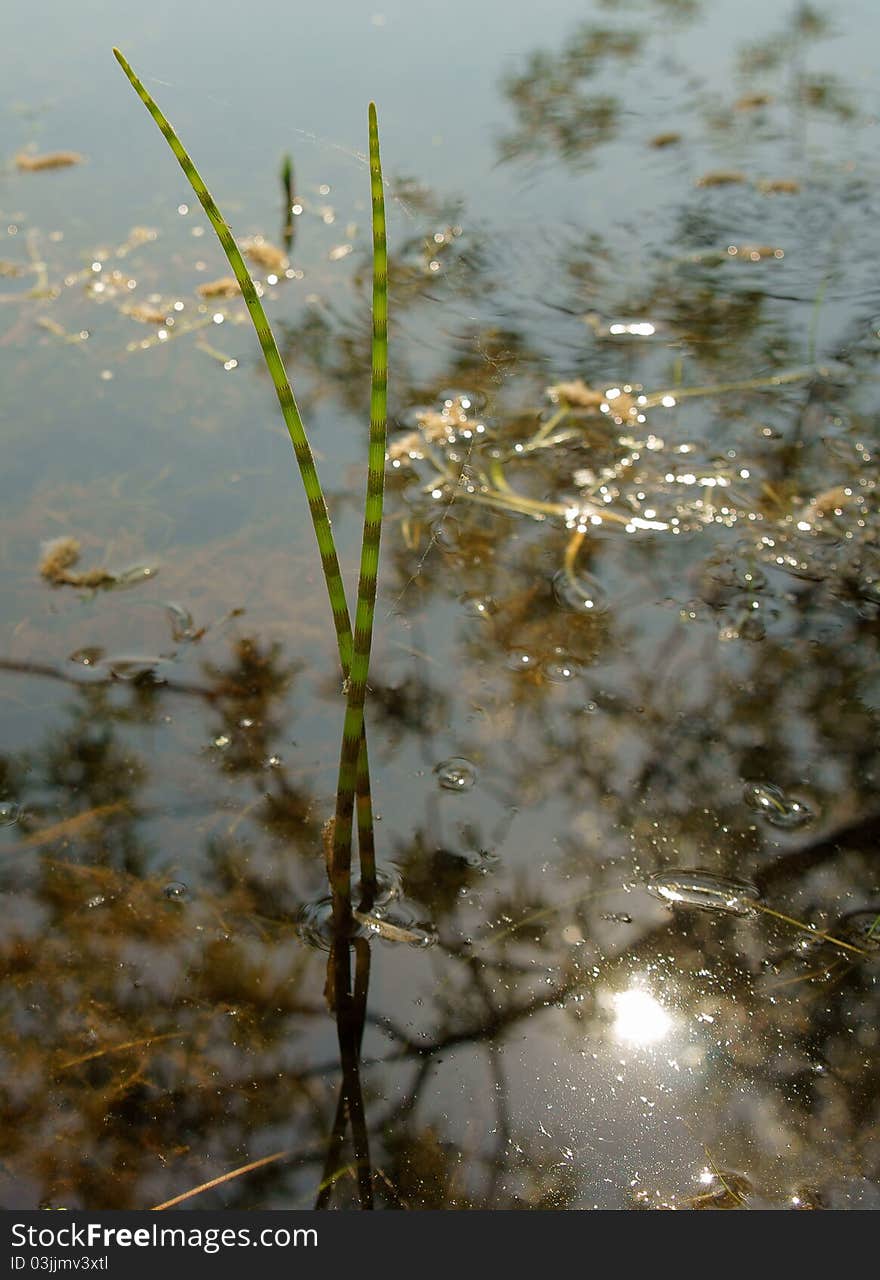 Marsh horsetail