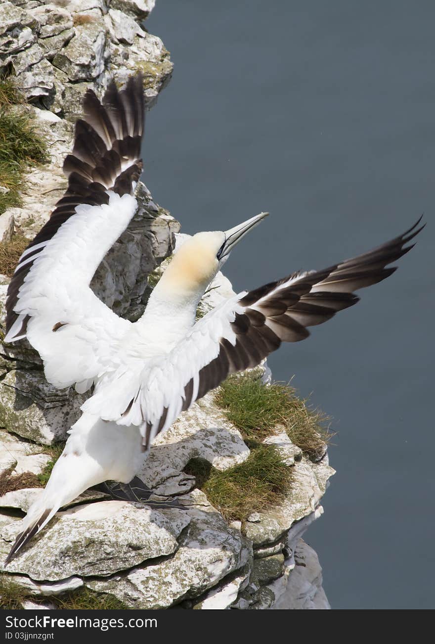 Gannet