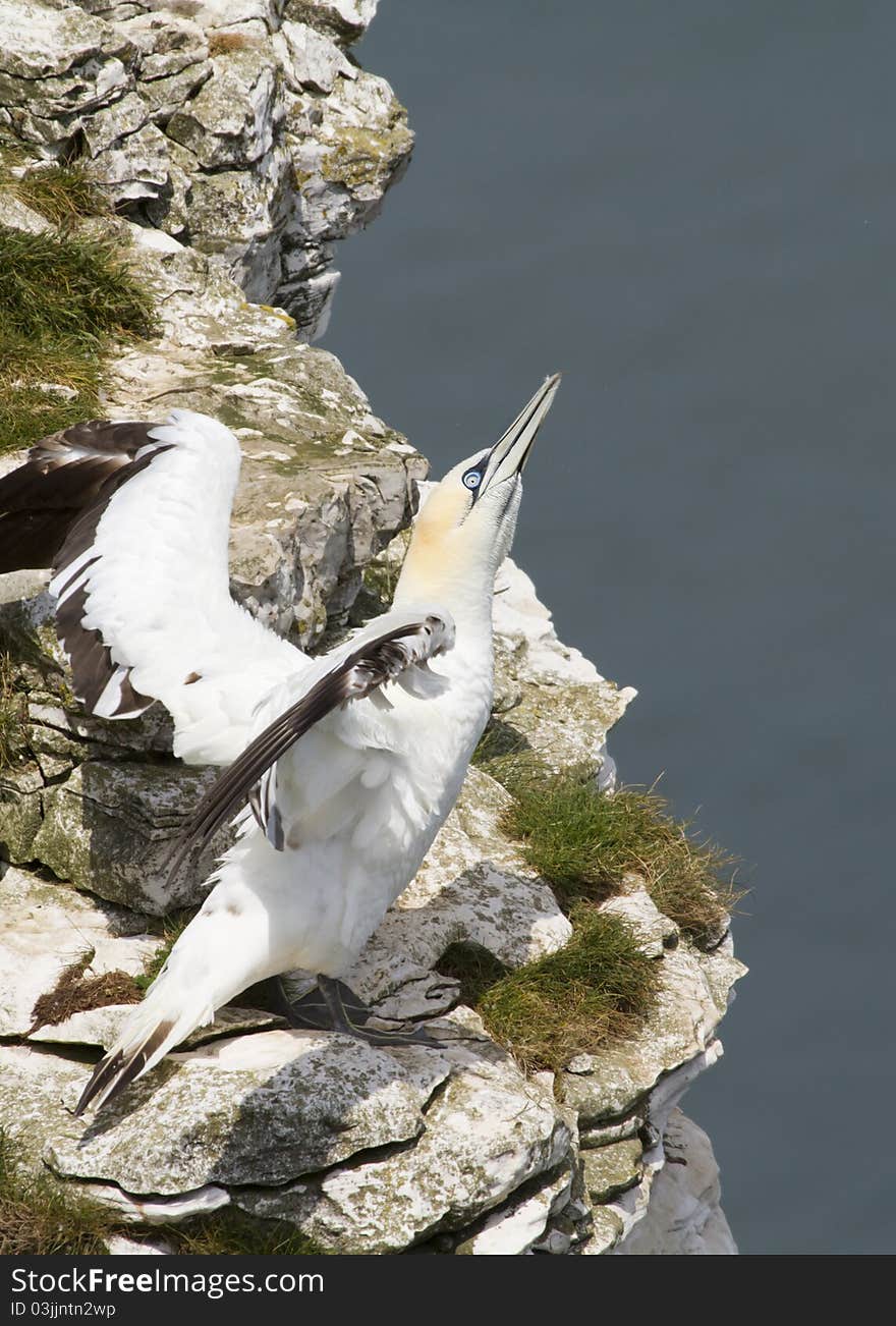 Gannet