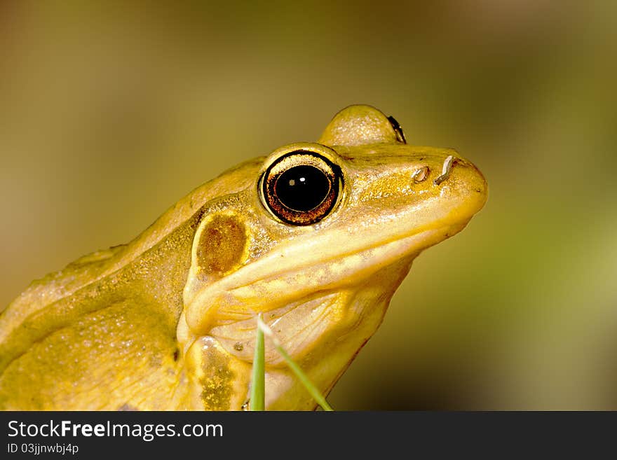 Portrait of a frog stay on grass ground at night