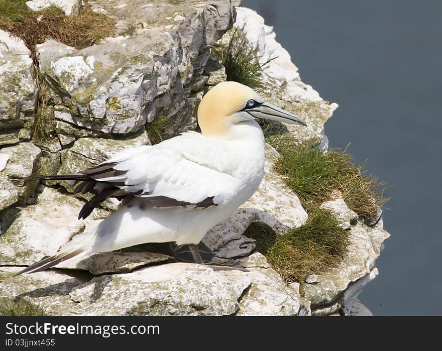 Gannet