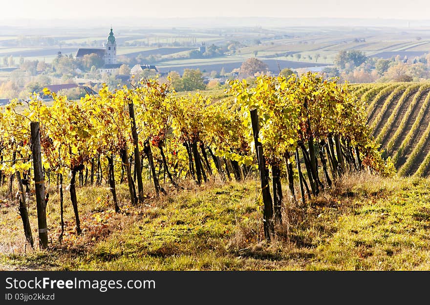 Vineyards in autumn