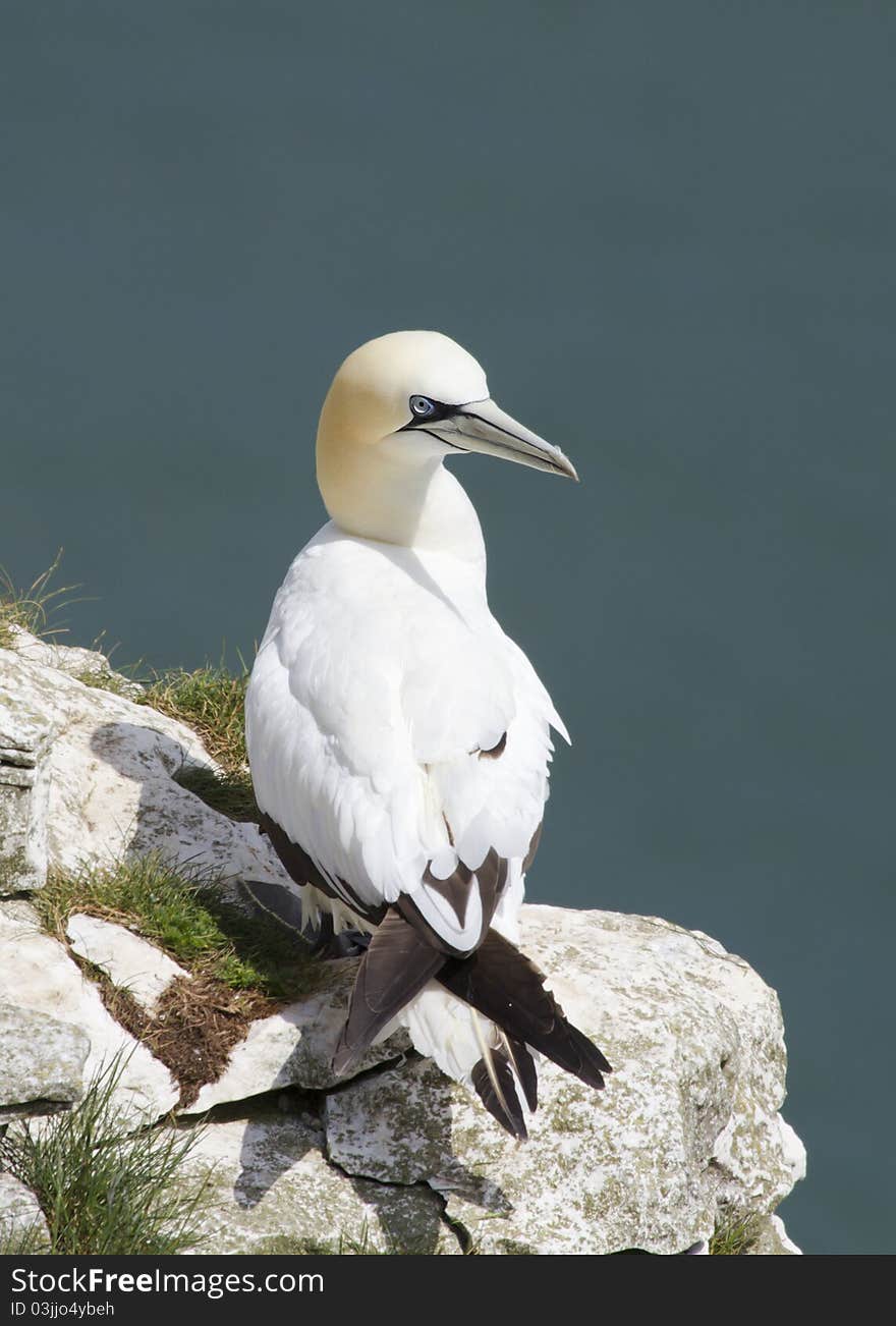 Gannet