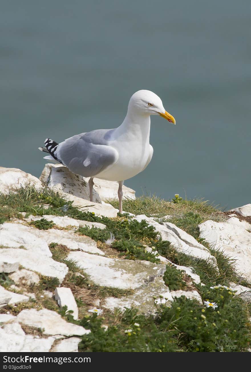 Herring Gull