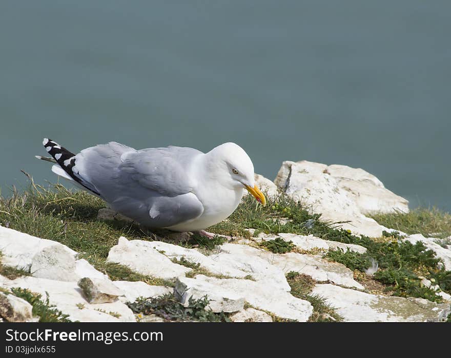 Herring Gull