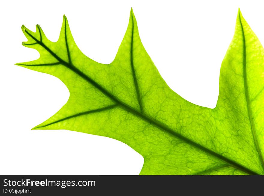 Close up fern leaf on white background