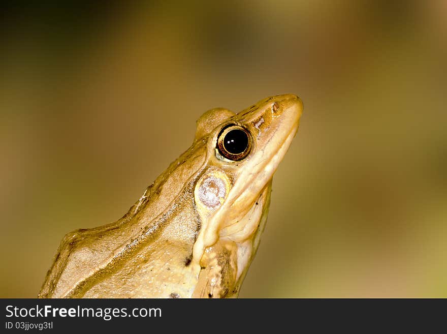 Portrait of a frog stay on grass ground at night