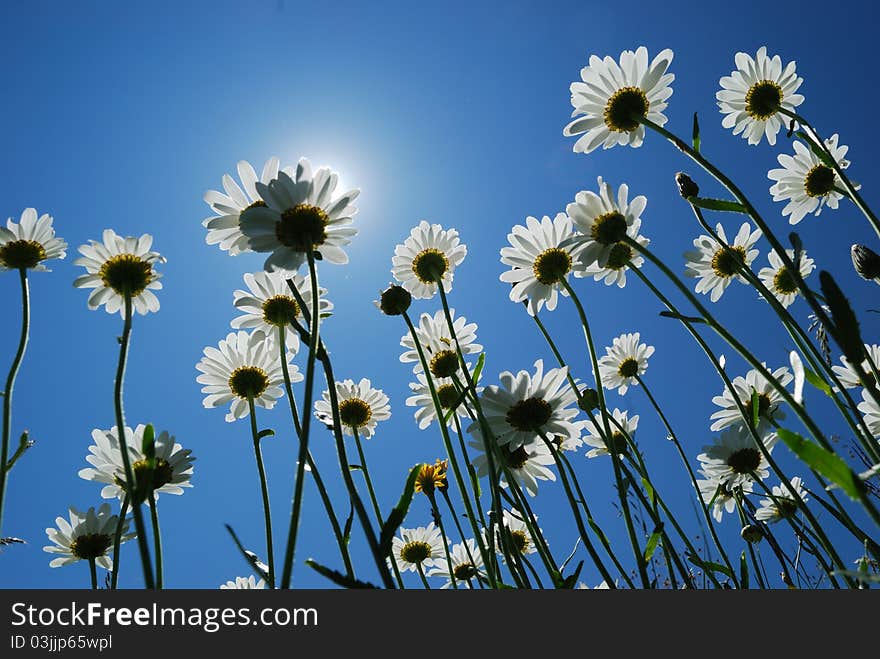 Daisies aspire to heaven. solar flower