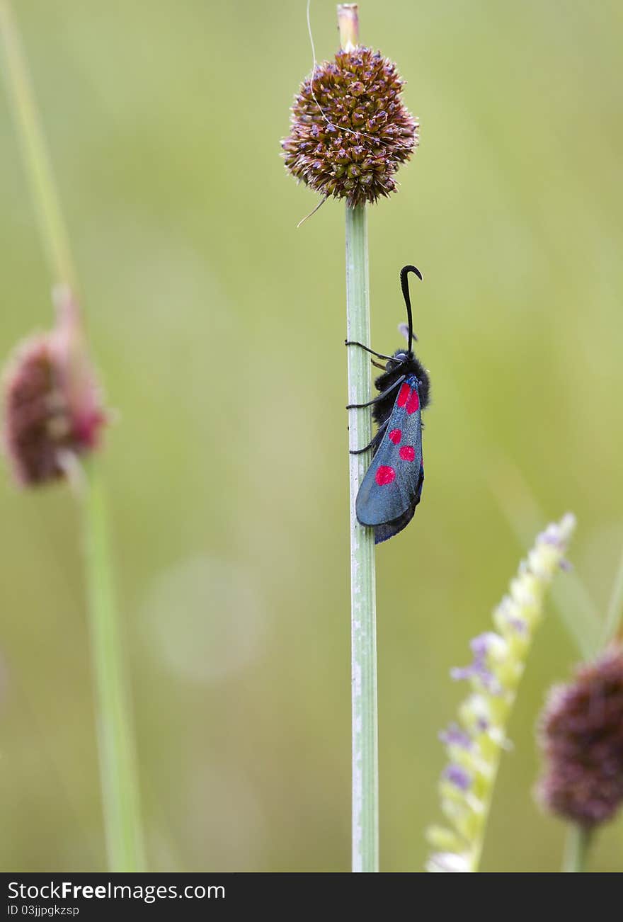 5-spot Burnet moth on a reed stem