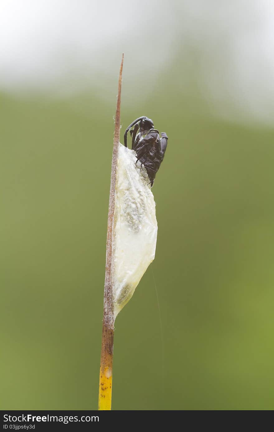 5-spot Burnet  Pupa