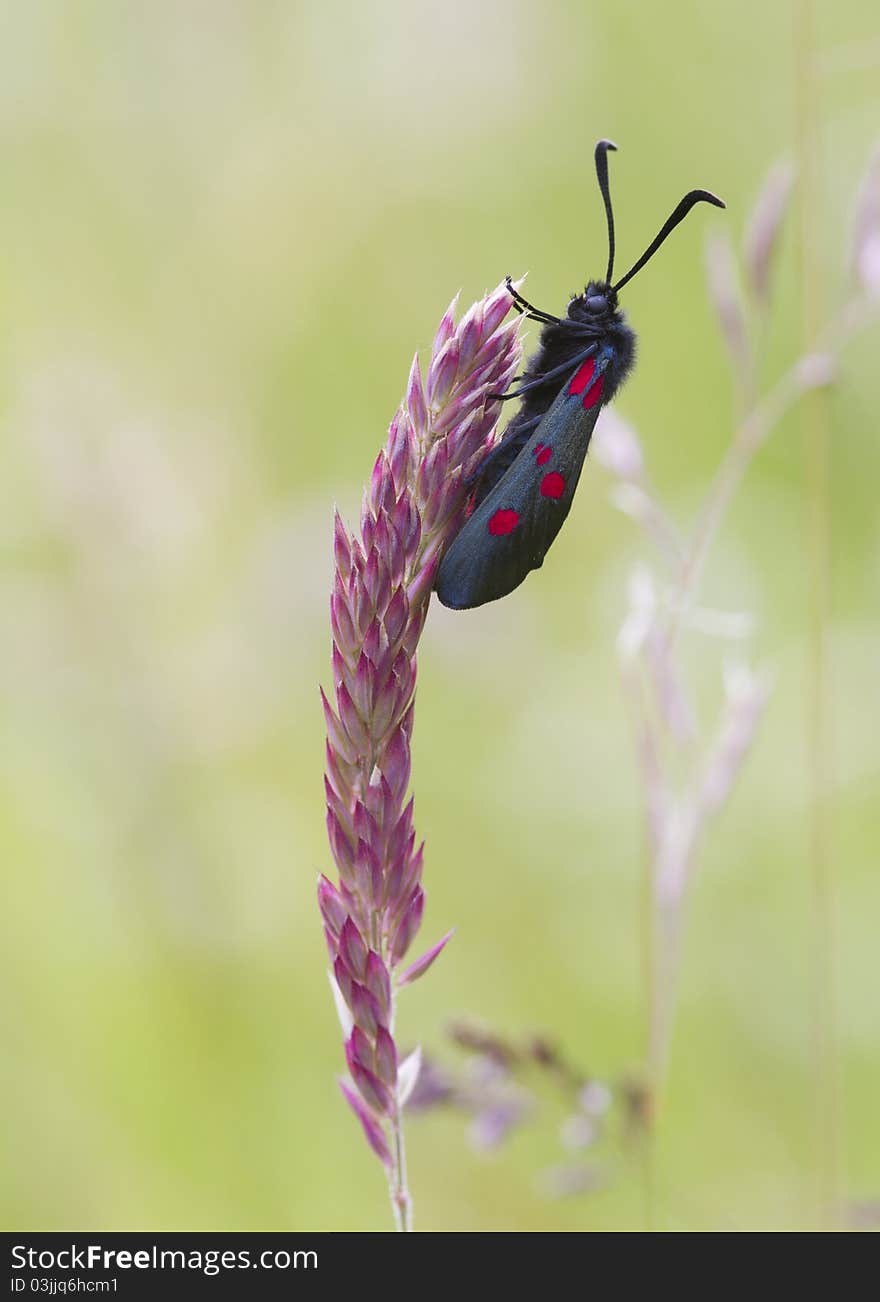 5-spot Burnet closeup on a grass stem