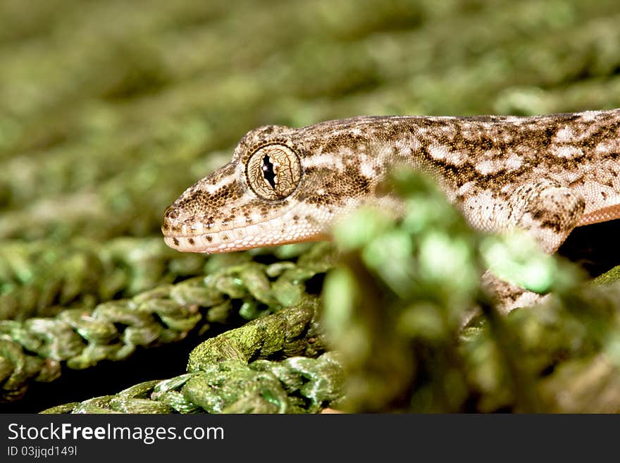 A lizard stay on net ground