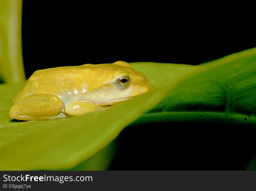 A Taipei Green Tree Frog stay on leaf at night