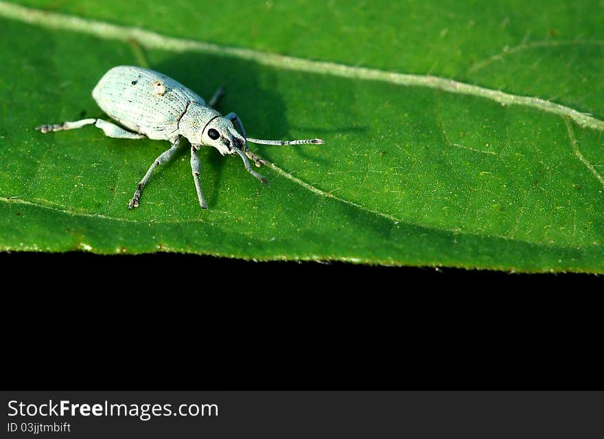 White beetle