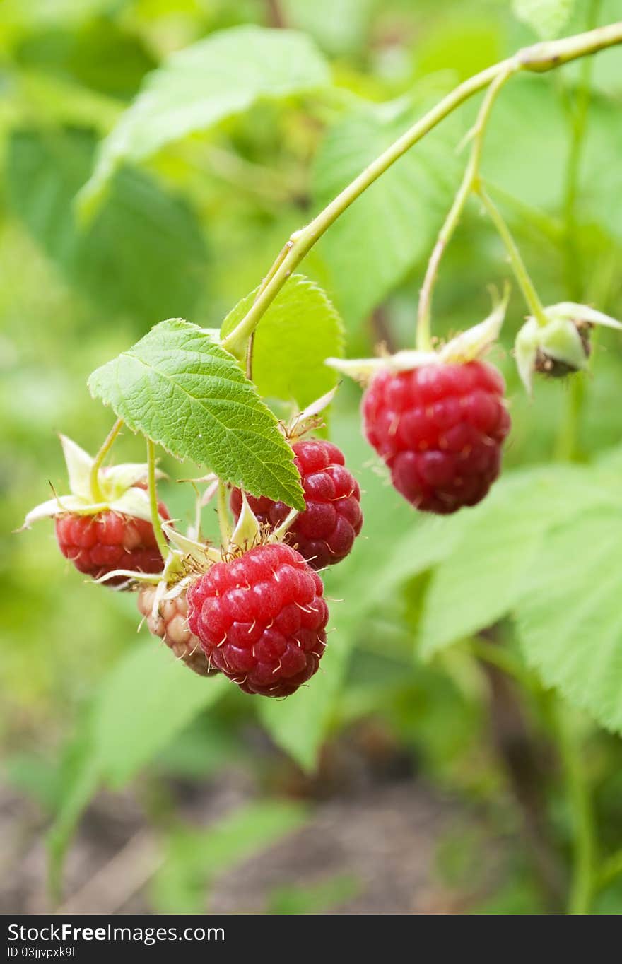 Ripe raspberries branch with leaves in the garden