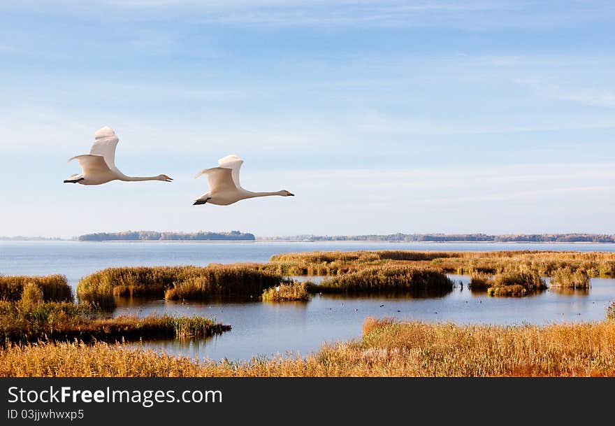 Flying whooper over the birdlake in Sweden. Flying whooper over the birdlake in Sweden.