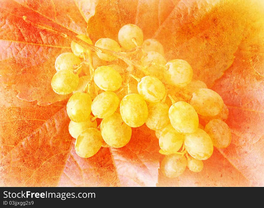 Vine grape - vintage stylized picture