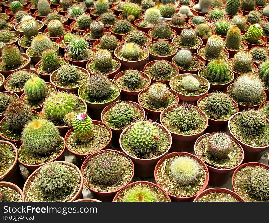 Cactus in a garden of Cameron Highlands Malaysia