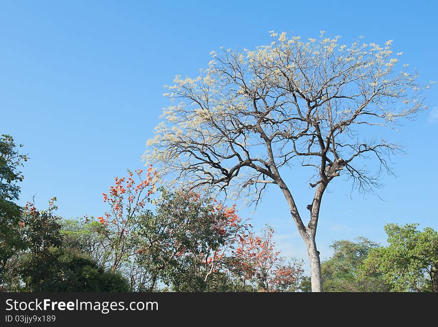 Tropical trees at Sukhothai province, Thailand.