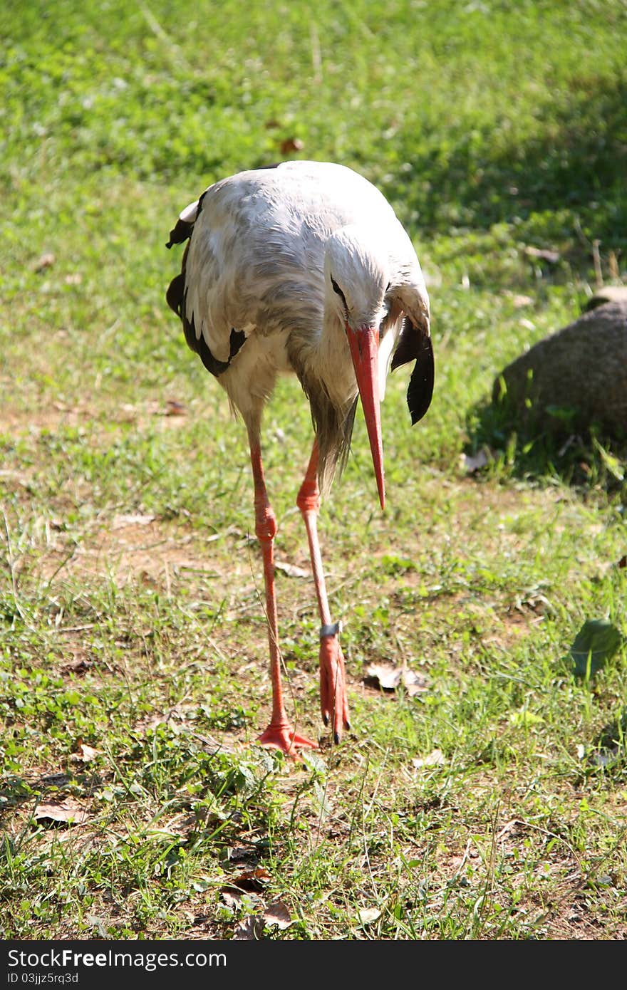 The White Stork is a large bird in the stork family Ciconiidae. Its plumage is mainly white, with black on its wings. Adults have long red legs and long pointed red beaks, and measure on average 100–115 cm (39–45 in) from beak tip to end of tail, with a 195–215 cm (77–85 in) wingspan.