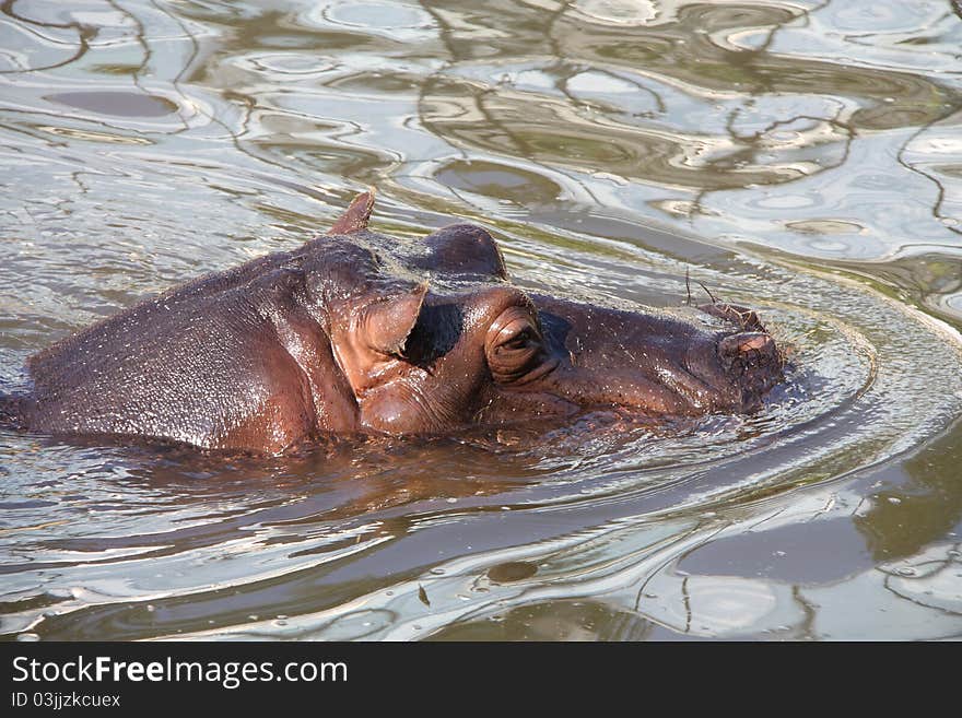 A hippo in the water. The hippopotamus is one of the most aggressive creatures in the world and is often regarded as one of the most dangerous animals in Africa.