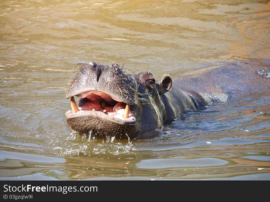 A hippo in the water.

The hippopotamus is one of the most aggressive creatures in the world and is often regarded as one of the most dangerous animals in Africa.