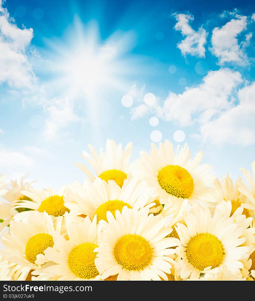 Daisies against the sky