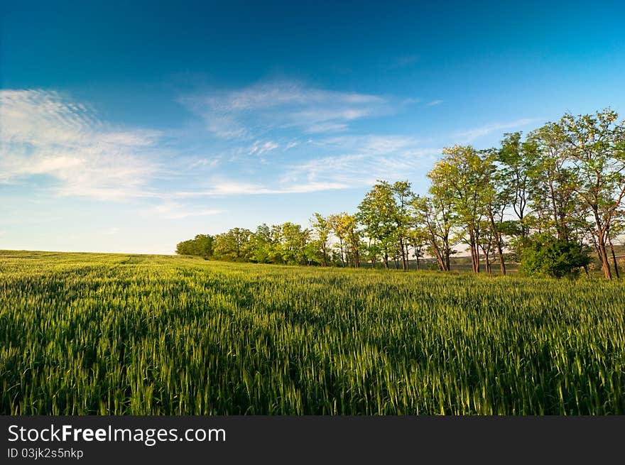 Background of cloudy sky and green field. Background of cloudy sky and green field