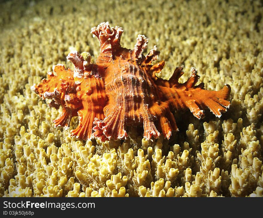 A red shell standing on a yellow coral in Maldivian reef. A red shell standing on a yellow coral in Maldivian reef